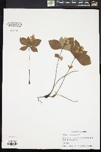 Cornus canadensis image