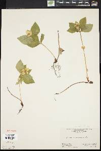 Cornus canadensis image