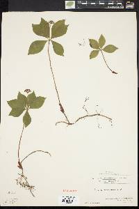 Cornus canadensis image