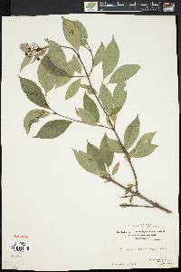 Cornus racemosa image