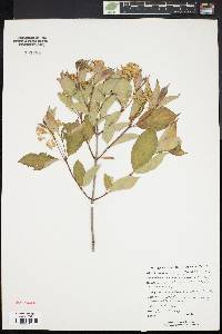 Cornus racemosa image