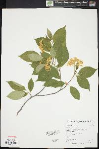 Cornus racemosa image