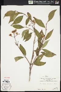 Cornus racemosa image