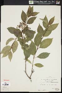 Cornus racemosa image