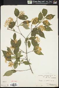 Cornus racemosa image