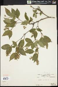 Cornus racemosa image