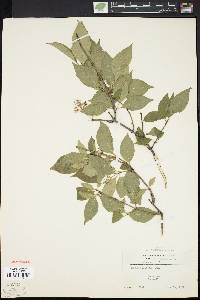 Cornus racemosa image