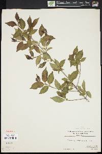 Cornus racemosa image