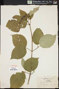 Cornus rugosa image