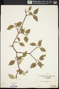 Cornus rugosa image