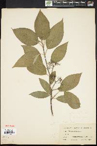 Cornus sericea subsp. sericea image