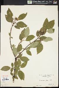 Cornus sericea subsp. sericea image