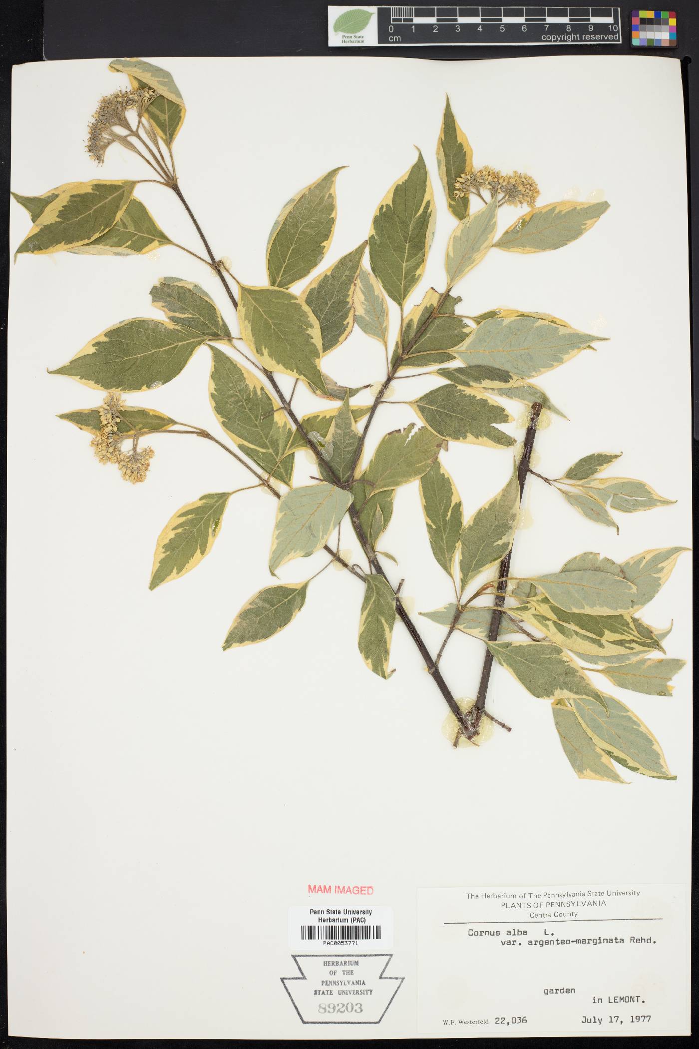 Cornus alba image