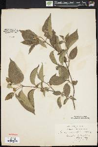 Cornus alternifolia image