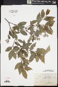 Cornus racemosa image