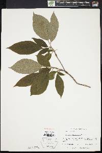 Clethra acuminata image