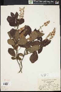 Clethra alnifolia image