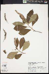 Clethra alnifolia image