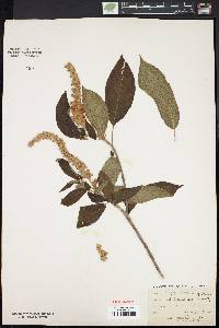 Clethra acuminata image