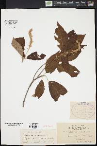 Clethra acuminata image