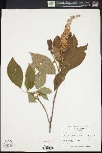 Clethra acuminata image