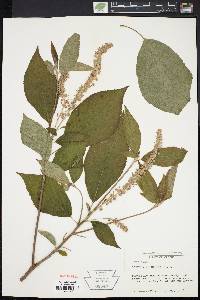 Clethra acuminata image