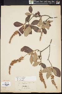 Clethra alnifolia image