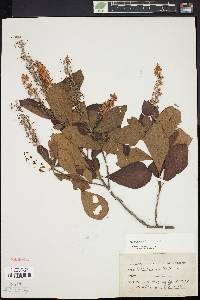 Clethra alnifolia image