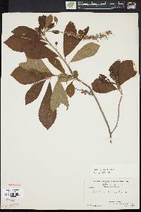 Clethra alnifolia image