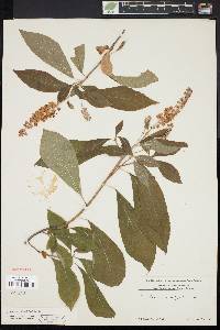 Clethra alnifolia image