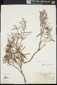 Andromeda polifolia image