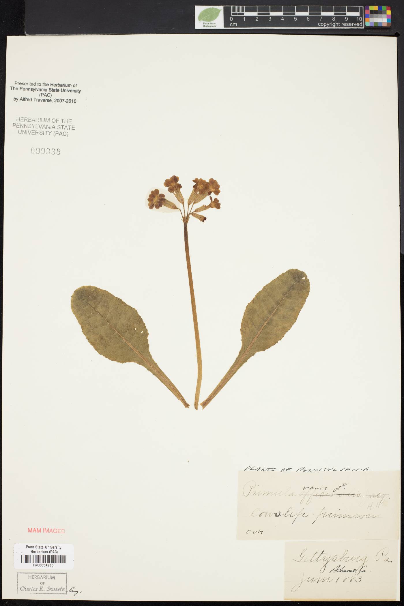 Primula veris image