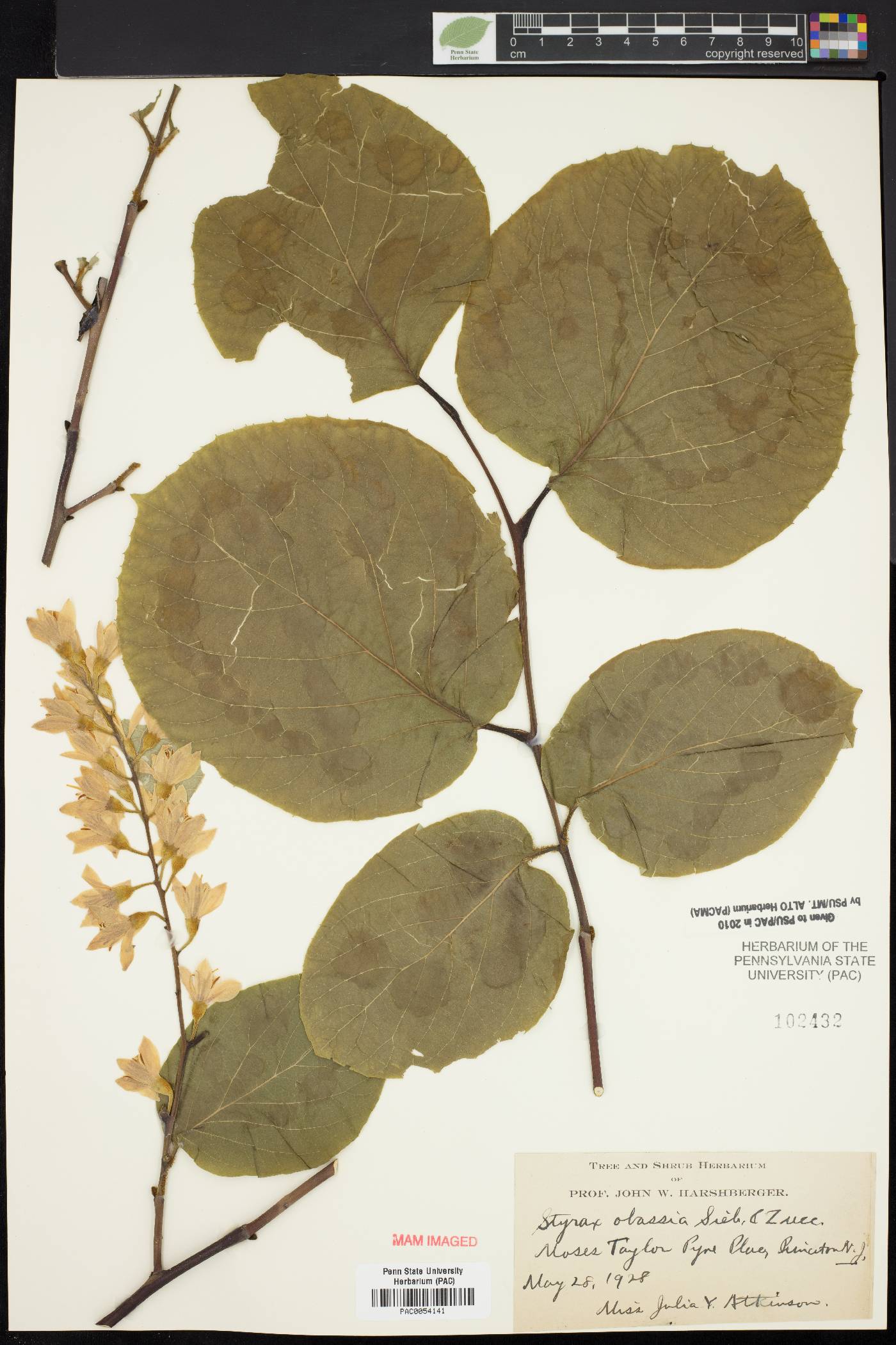 Styrax obassia image