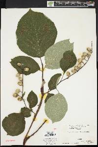 Styrax obassia image