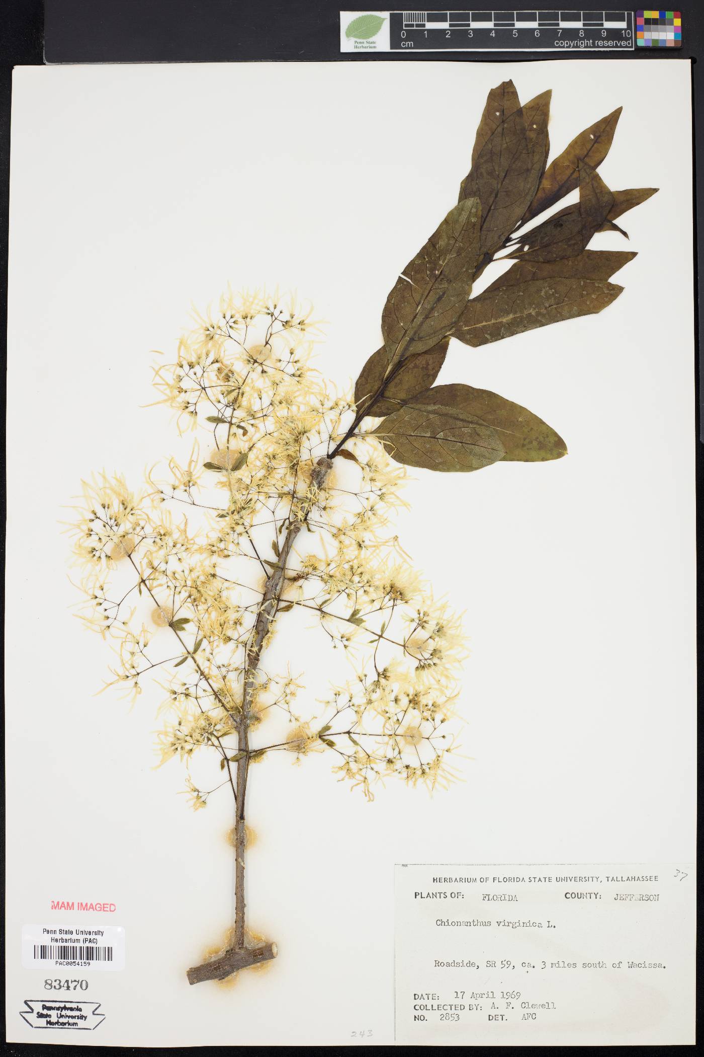 Chionanthus virginica image