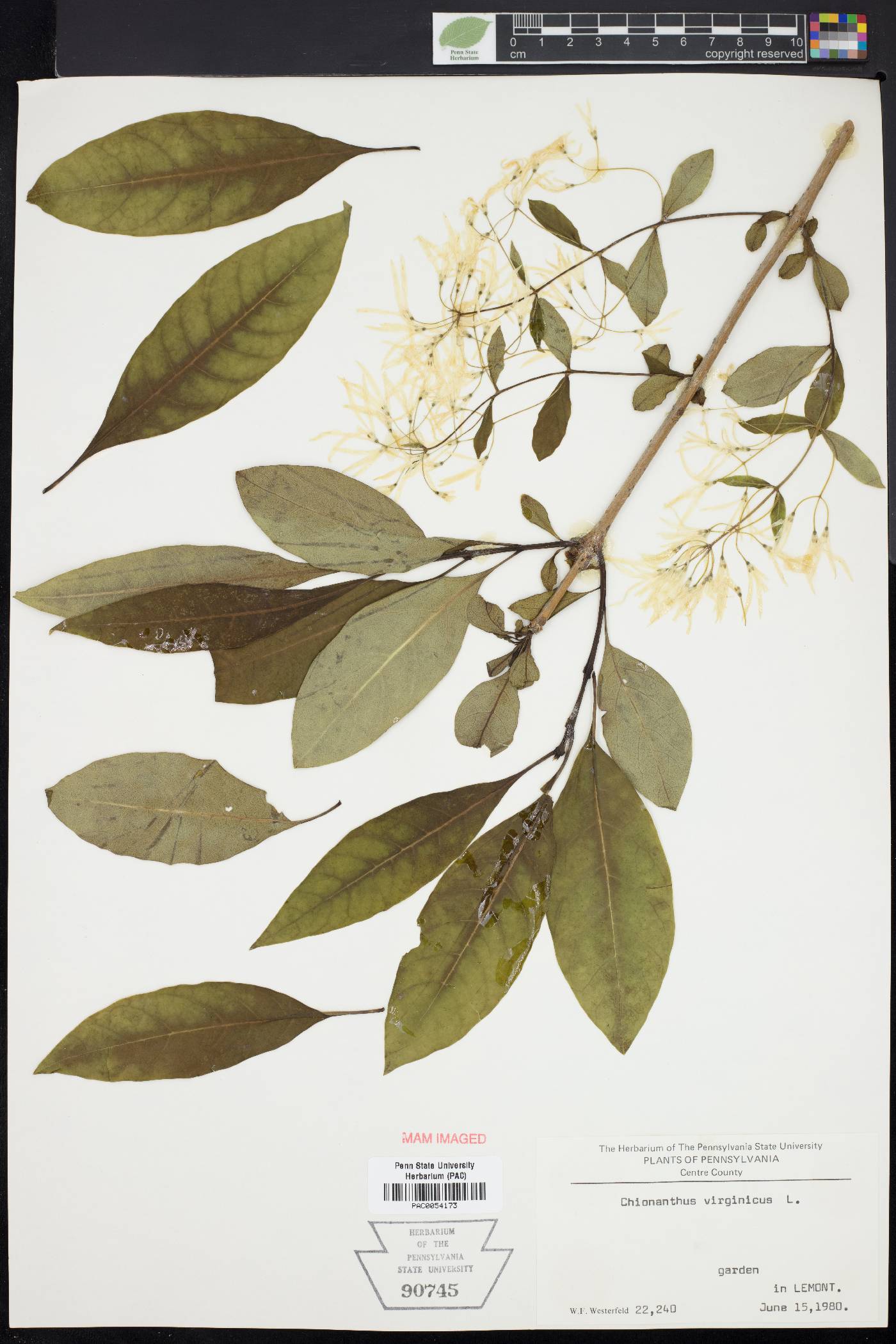 Chionanthus virginica image
