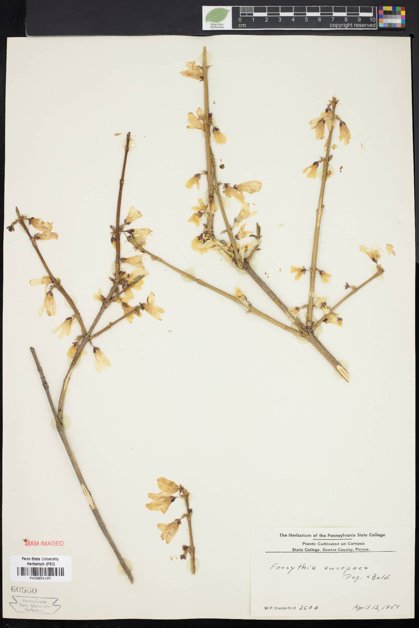 Forsythia europaea image