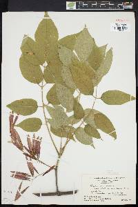 Fraxinus biltmoreana image