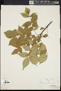 Fraxinus biltmoreana image