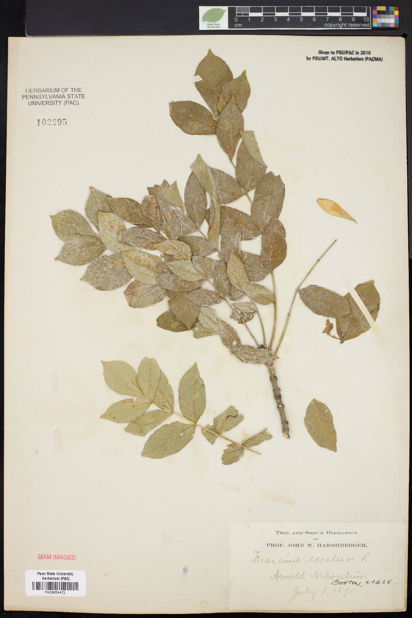 Fraxinus excelsior image