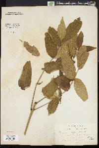 Fraxinus nigra image