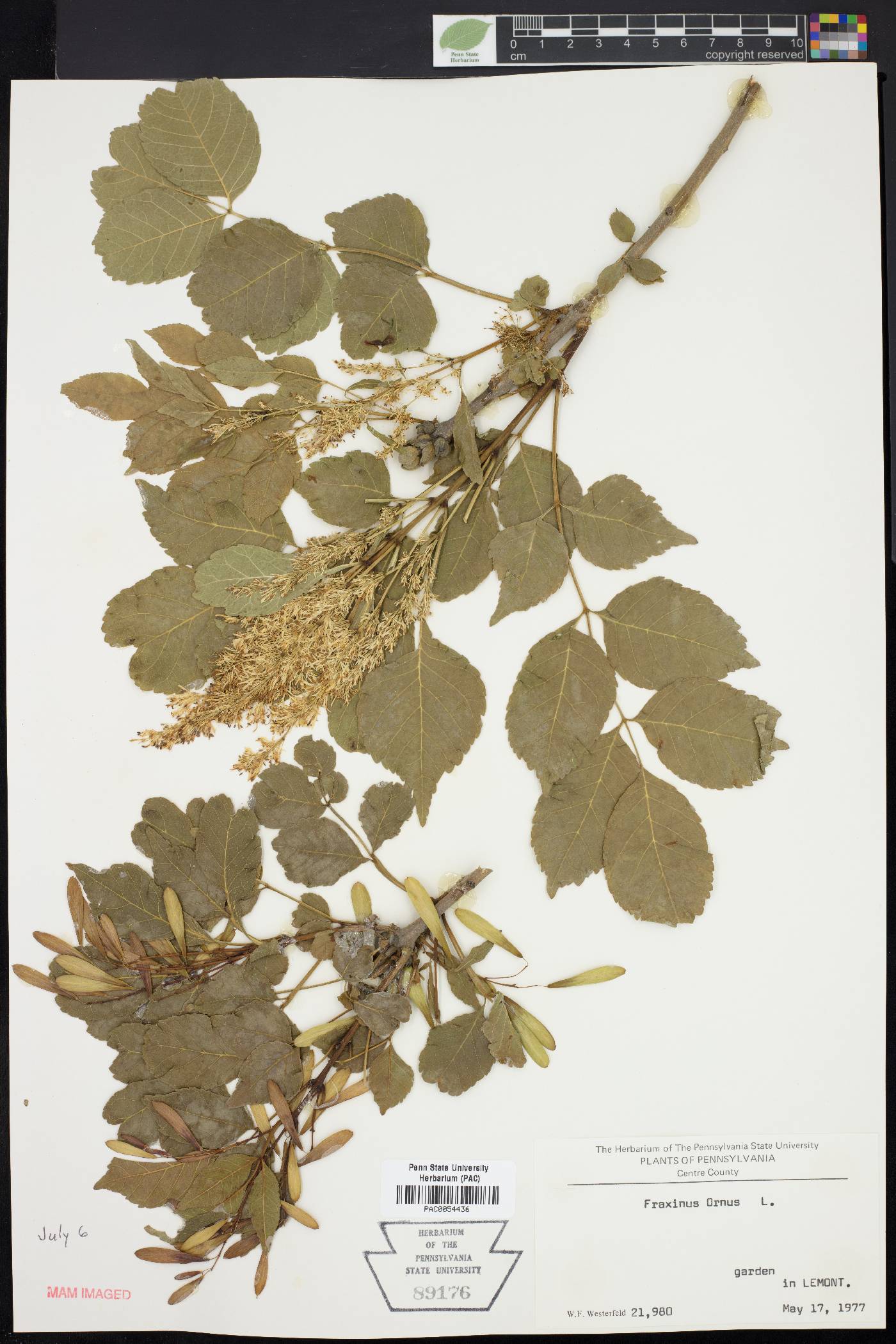 Fraxinus ornus image