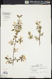 Jasminum beesianum image