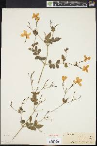 Jasminum officinale image