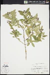 Ligustrum obtusifolium image