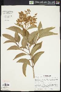 Ligustrum lucidum image