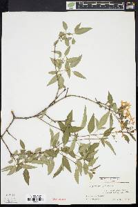 Syringa persica image