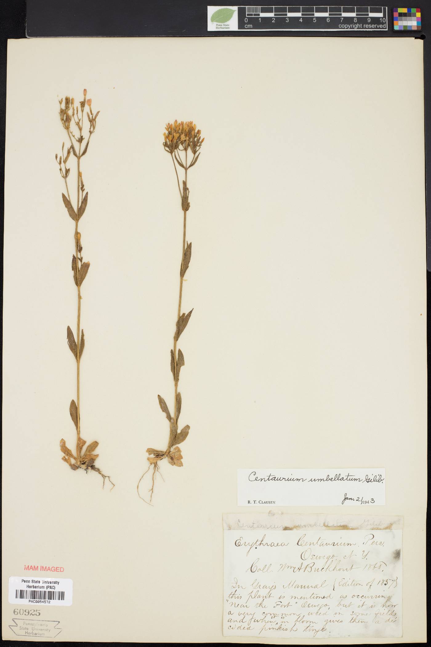 Centaurium umbellatum image