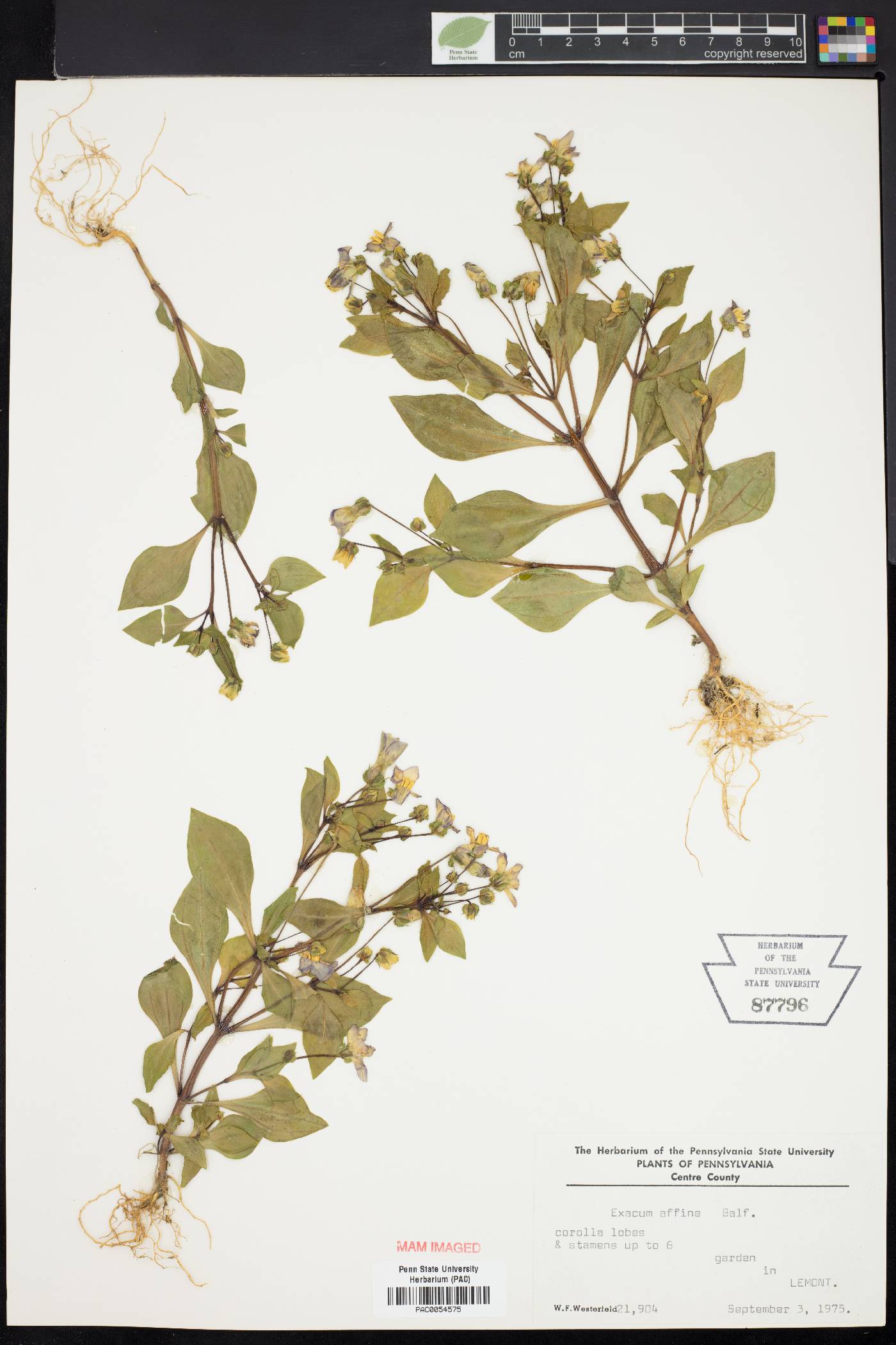 Exacum image
