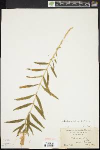 Gentiana linearis image